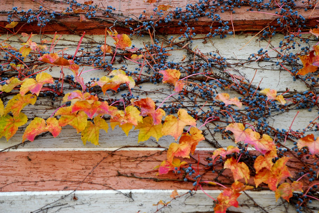 2014 Nov009 (2).JPG